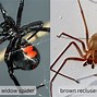 Image result for What Does Spider Poop Look Like