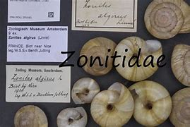 Image result for co_to_znaczy_zonitidae