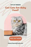 Image result for Cat Baby Food Diet