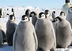 Image result for Penguin Cooling Case