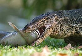 Image result for Giant Water Monitor Lizard