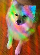 Image result for Rainbow Dog Background