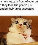 Image result for Full of Cat Meme