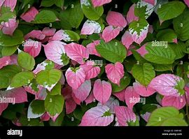 Image result for Actinidia Eriantha