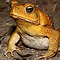 Image result for Common Toad Animal