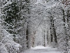 Image result for Winter Forest Axes iPhone Wallpaper