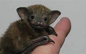 Image result for Bumblebee Bat Pet Adult