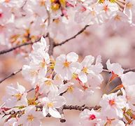 Image result for Sakura in Japan