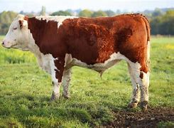 Image result for White Male Cows