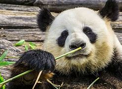 Image result for Types of Panda Bears