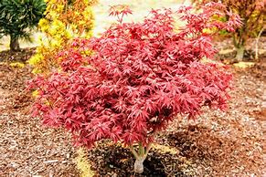 Image result for Rhode Island Red Maple