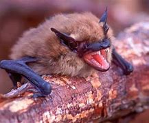 Image result for Brown Bats In-House