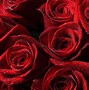 Image result for Black and Red Roswe Wallpaper