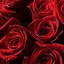 Image result for Red Roses Phone Wallpaper