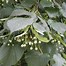 Image result for Tilia platyphyllos Belvedere