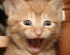 Image result for Excited Meme Blank