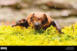 Image result for Small Bat