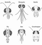 Image result for Different Types Unique Insects