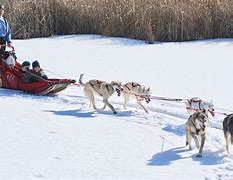 Image result for Alaskan Husky Sled Dog
