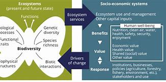 Image result for Economic Ecosystem
