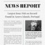 Image result for News Report Template
