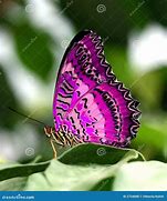 Image result for Pink Butterfly White Background