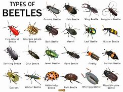 Image result for Different Beetles
