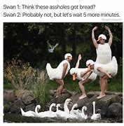 Image result for Swan Boo Meme