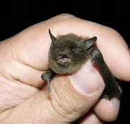 Image result for Holding Bat Animal
