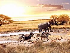 Image result for African Savanna Biome Animals