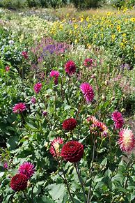 Image result for Local Flowers of Jharkhand