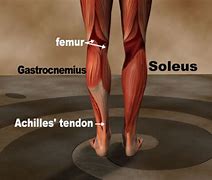 Image result for Gastrocnemius Muscle Tension