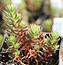 Image result for Sedum ochroleucum Minor