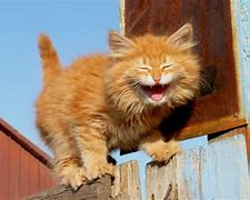 Image result for Laughing Images Funny