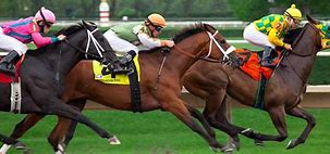 Image result for Thoroughbred Race Horse Racing