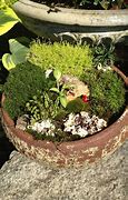 Image result for How to Make a Moss Rock Garden