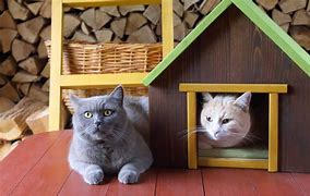 Image result for Best Indoor Cat Pairings