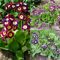 Primula auricula Alois-এর ছবি ফলাফল