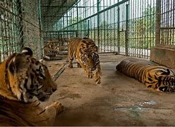 Image result for Tiger Killed for Meat