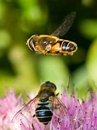 Image result for Hovering Bee