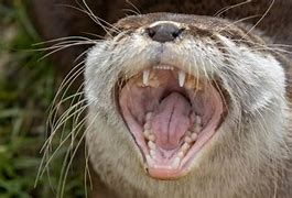 Image result for Sea Otters Vicious