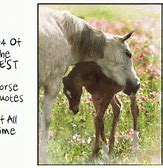 Image result for Best Horse Quotes