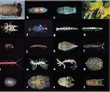 Image result for Isopod Parasite