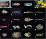 Image result for Cells of an Isopod