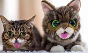 Image result for bub�mico