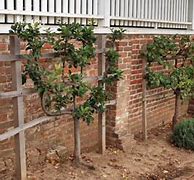 Image result for Espalier Fig