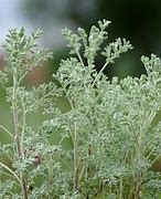 Image result for Artemisia arborescens Little Mice