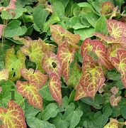 Image result for Epimedium perralch. Frohnleiten