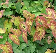 Image result for Epimedium perralchicum (x) Frohnleiten