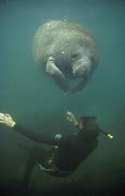 Image result for Funny Manatee